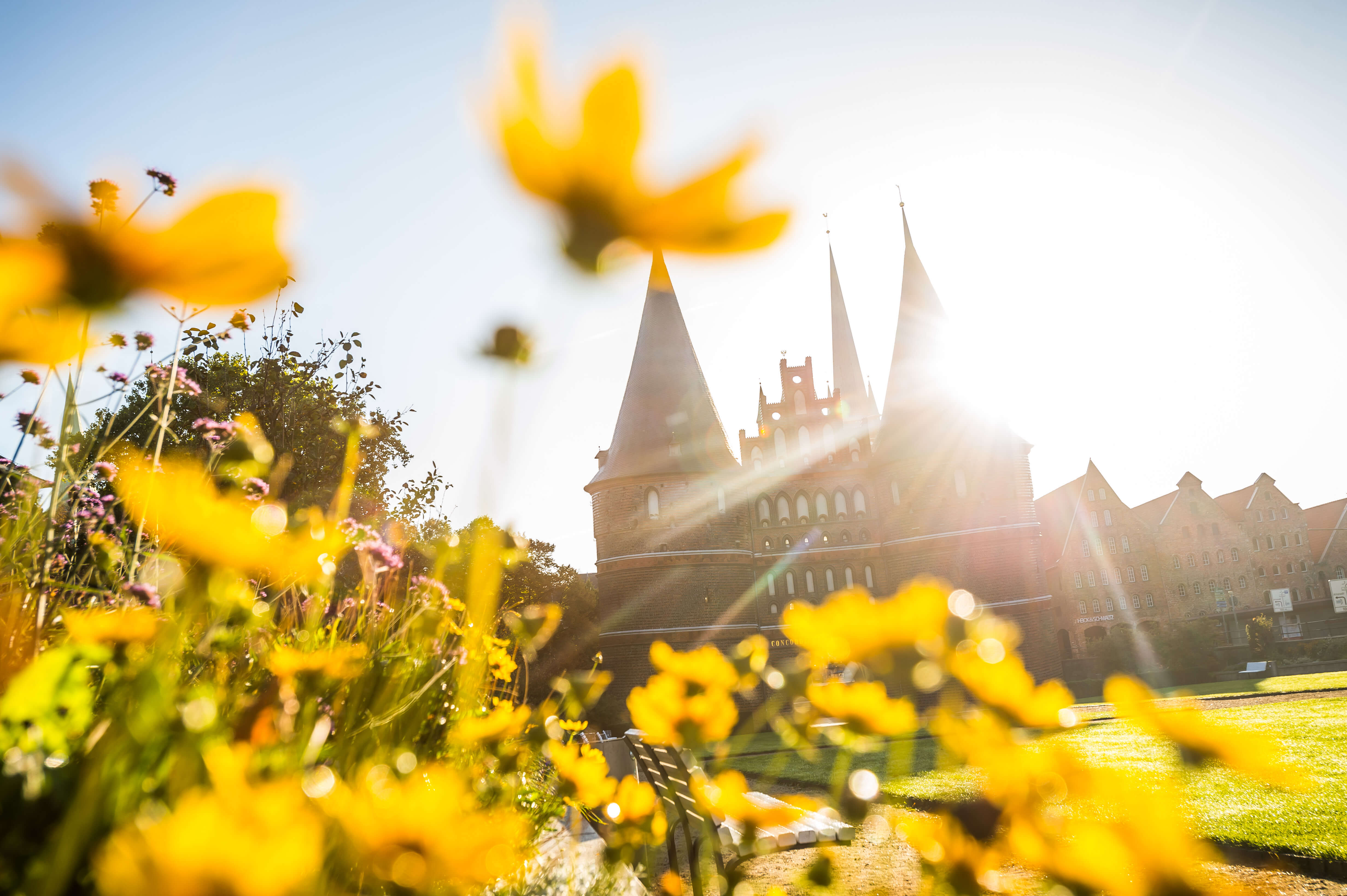 Gelbe Blumen mit dem Holstentor im Hintergrund