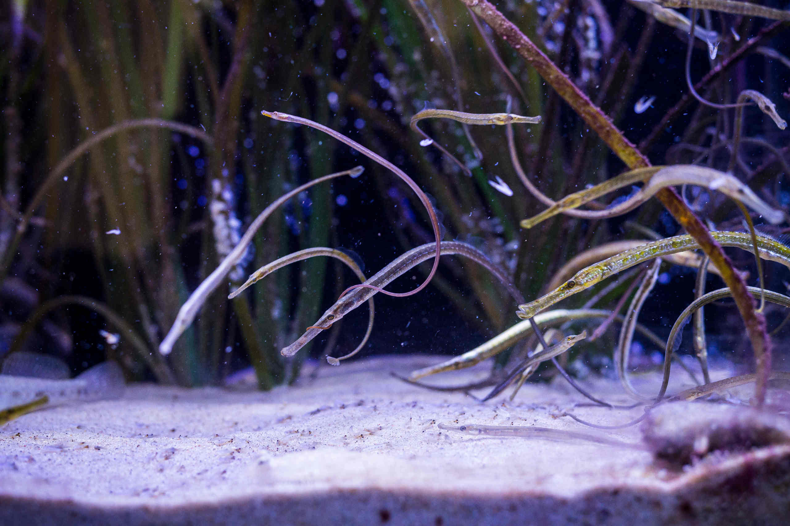 Aquarium in der Ostseestation